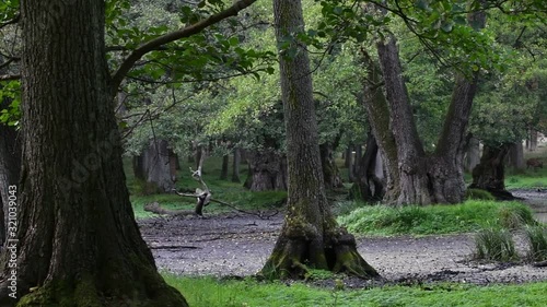 Panning shot of deer coming to drink at muddy waterhole in beech forest, watering place for wildlife in late summer / autumn photo