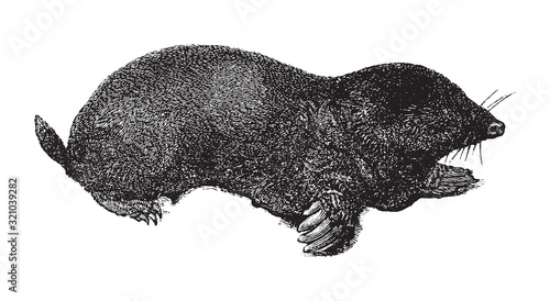European mole (Talpa europaea) / vintage illustration from Brockhaus Konversations-Lexikon 1908
