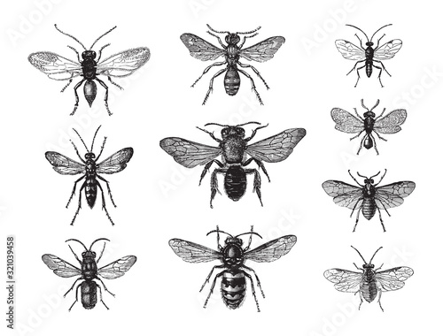 Wasp and bee collection / vintage illustration from Brockhaus Konversations-Lexikon 1908
