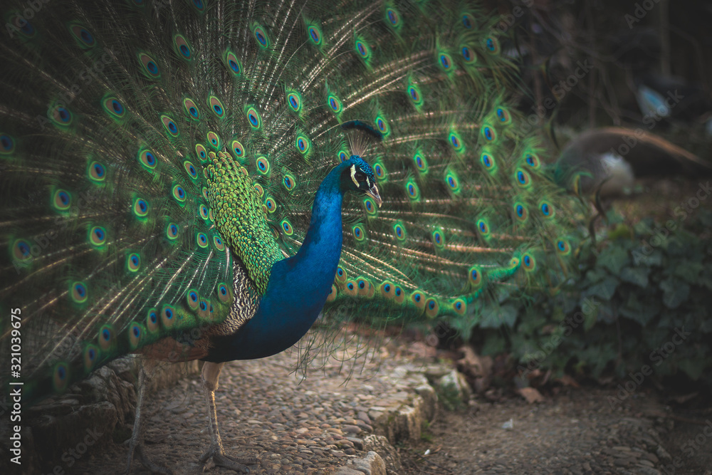 Obraz premium Pavo real con plumas extendidas, con colores azul y verde y fondo desenfocado.