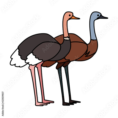 emu and ostrich on white background photo