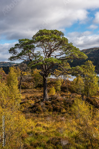 Obraz na płótnie Old Scots Pine in Glen Affric