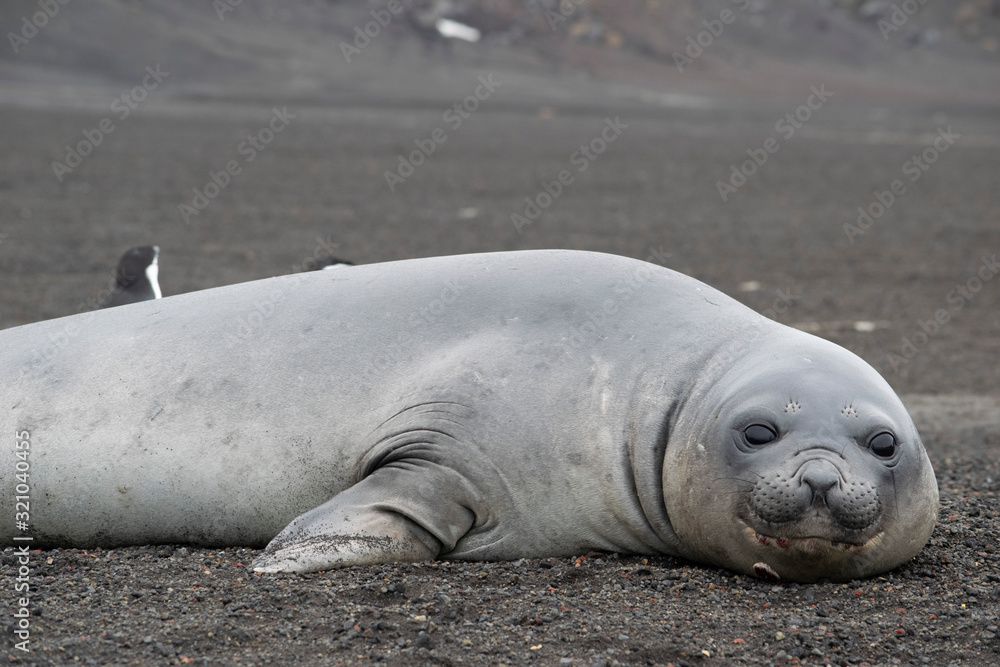 Weddell seal, Leptonychotes weddellii, resting on antarctic beach