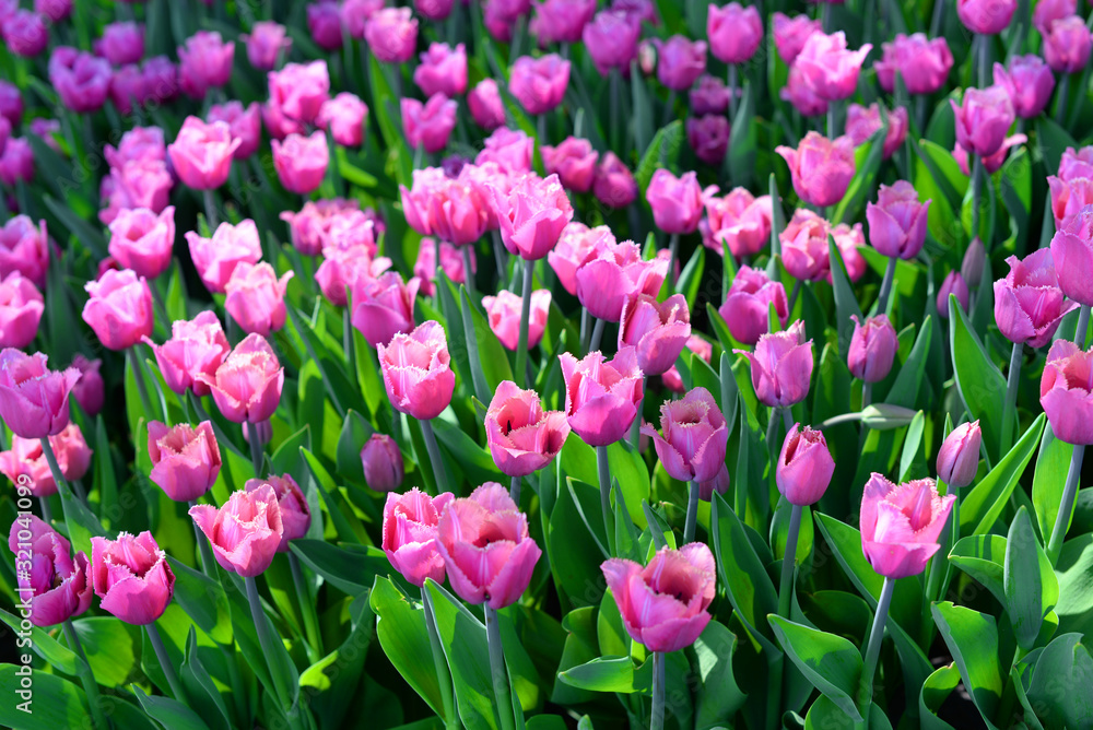 beautiful summer flowers tulips lilac on the field under the sun beautiful summer flowers tulips lilac on the field under the sun