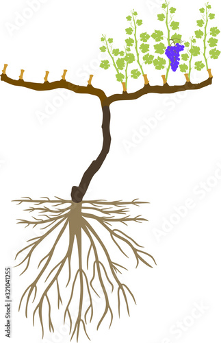 Grape pruning scheme: spur pruned. General view of grape vine plant with root system isolated on white background in dormant and growing season
