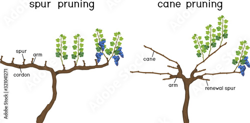 Grape pruning scheme: cane and spur pruned. General view of grape vine plant with root system isolated on white background