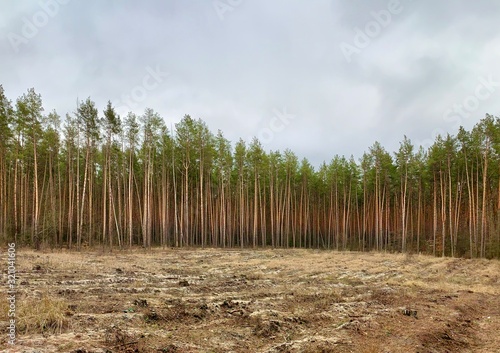 Green pine forest, view from afar. Tall, beautiful pine trees on a background of cloudy sky. Picturesque forest landscape. Concept: deforestation