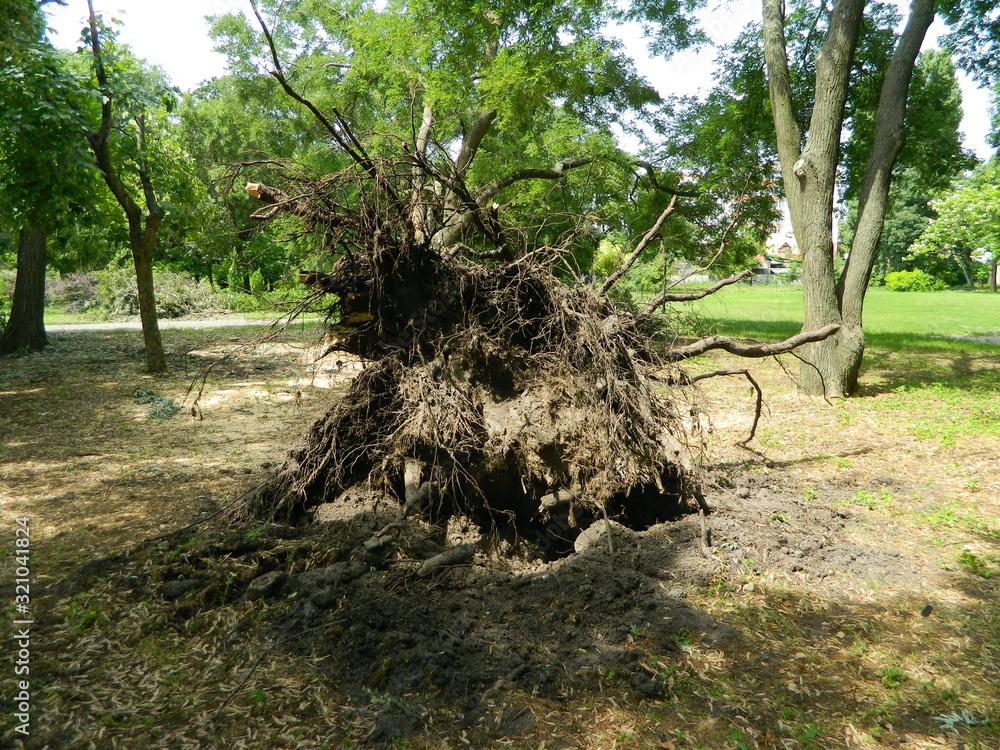 Fototapeta premium nature in the city summer park