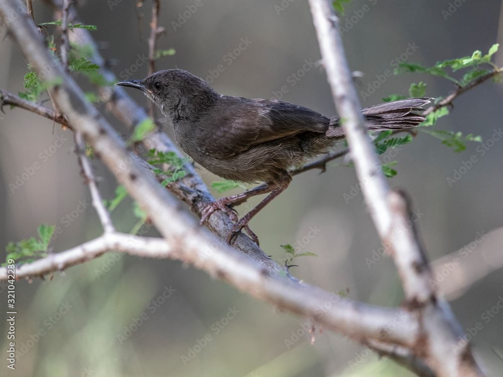 This Grey Wren- Warbler was a littler allerted. Stopped for photo though. Lake Baringo, Kenya. This Grey Wren- Warbler was a littler allerted. Stopped for photo though. Lake Baringo, Kenya.