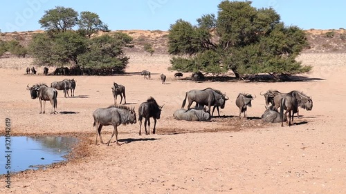 Wildebeest roll in the wet sandy mud at Kalahari watering hole photo