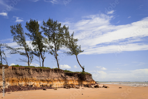  trees on the beach cliffs
