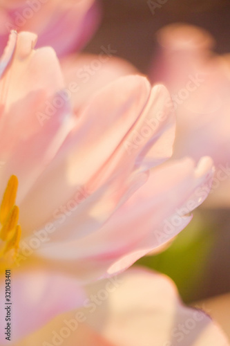 Tulips with pink and white petals with yellow stamens. Close up flowers. Bouquet of tulips at sunlight.