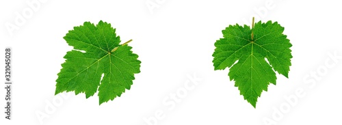 collection of green grape leaves isolated on white background.