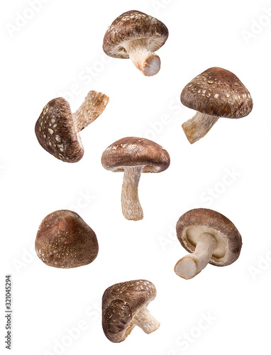 Shiitake Mushrooms isolated on white background