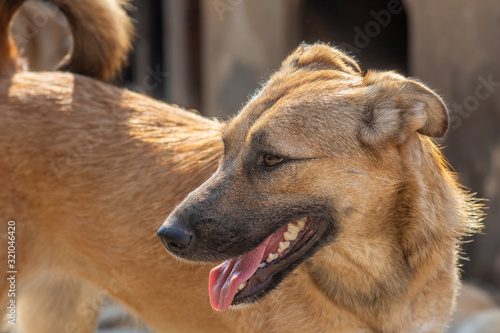 Valokuva closeup portrait sad homeless abandoned brown dog in shelter