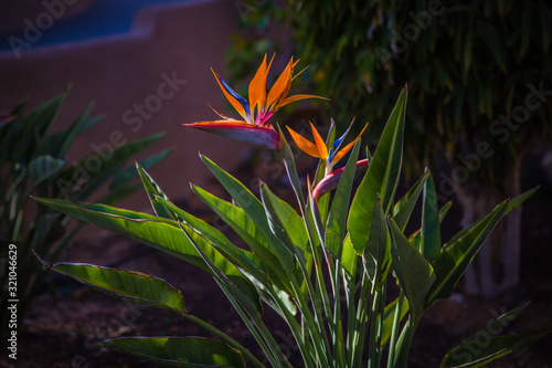 Strelizie or parrot flower photo