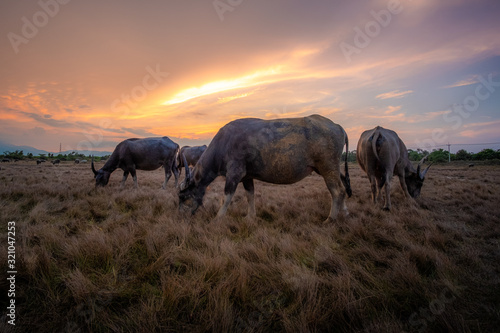 Photography herd of elephants in africa