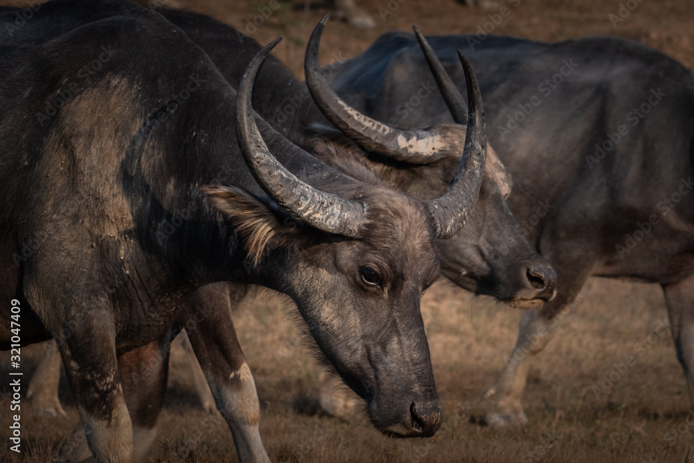wildebeest in south africa wildebeest in south africa