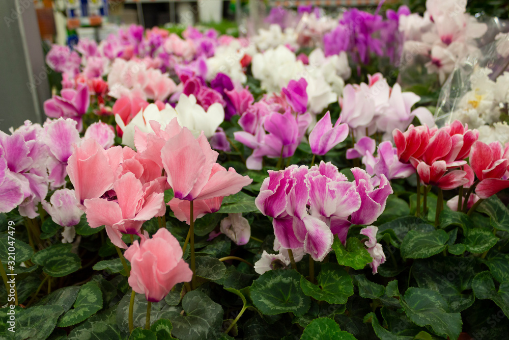 Cyclamens in pots with pink and lilac flowers bloom lushly in a flower shop