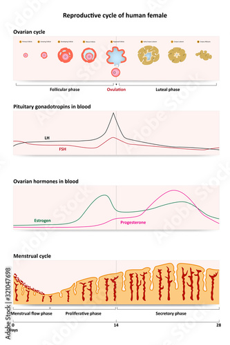 Reproductive cycle of human female with menstruation and ovulation chart and uterus visualizations.