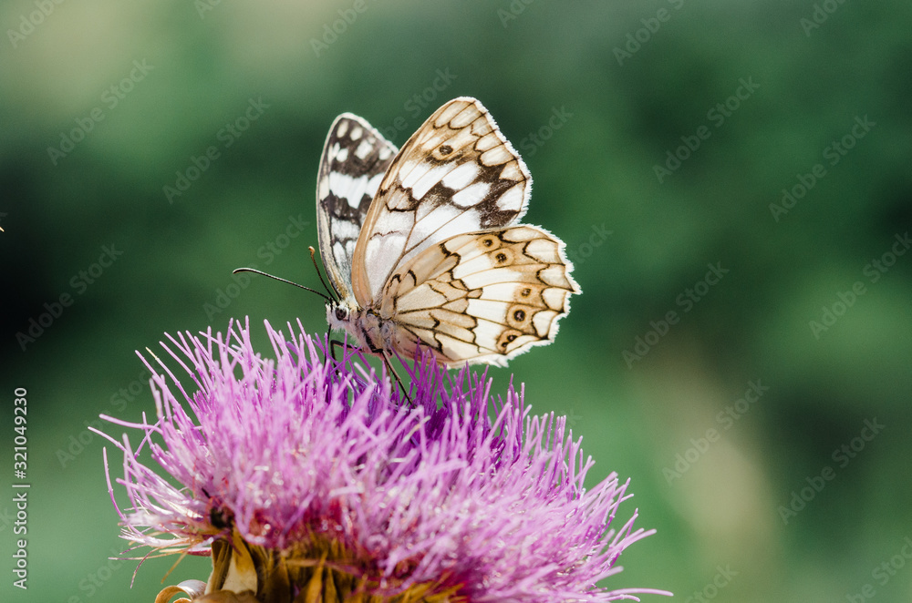 Obraz premium butterfly on thistle