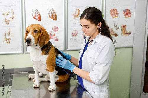Fototapeta Naklejka Na Ścianę i Meble -  Beagle dog examined and consulted by a veterinarian. Healthy beagle dog