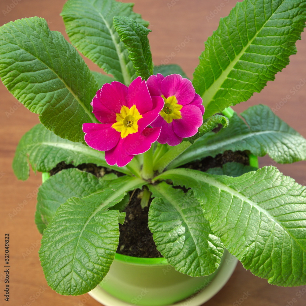 Primrose (lat. Primula vulgaris) in a pot close-up Primrose (lat. Primula vulgaris) in a pot close-up