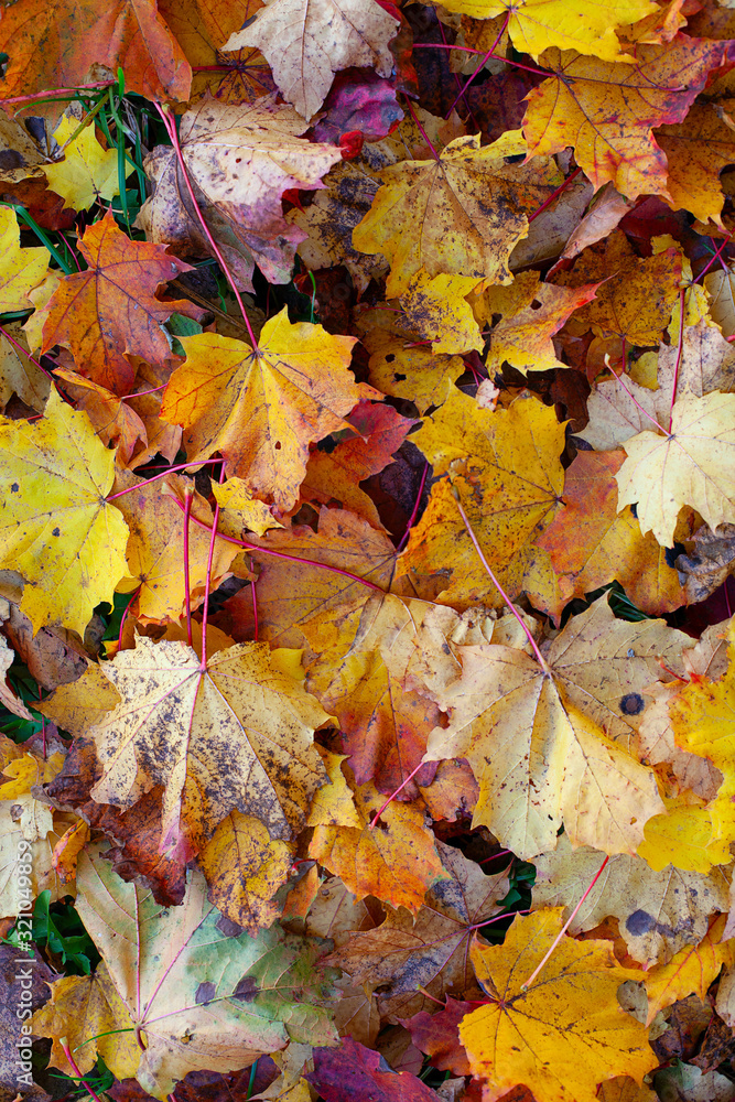 autumn leaves background, colorful background