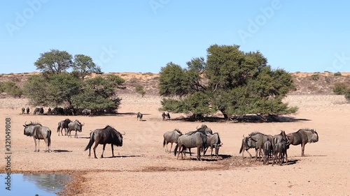 A confusion of Wildebeest gather at watering hole in Kalahari Desert photo