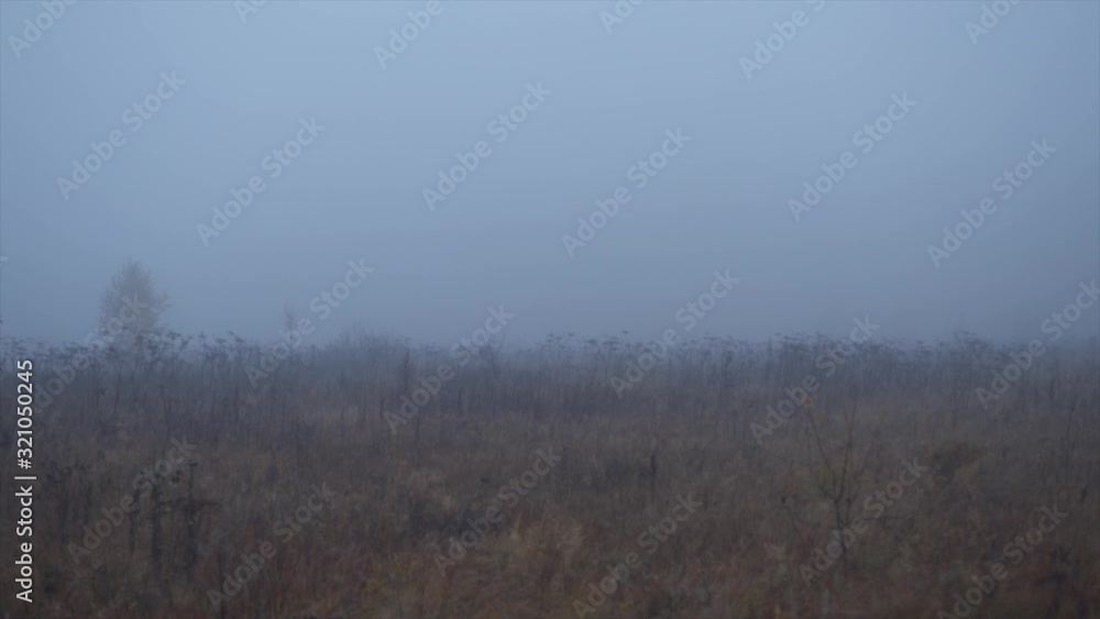 Overgrown field in the forest in the early morning in the fog in late autumn with yellow foliage Overgrown field in the forest in the early morning in the fog in late autumn with yellow foliage