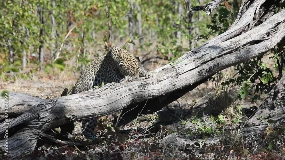African Leopard claws at dead tree, trying to get a small prey animal African Leopard claws at dead tree, trying to get a small prey animal