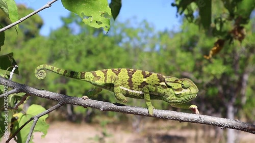 An alert green chameleon creeps haltingly along a tree branch photo