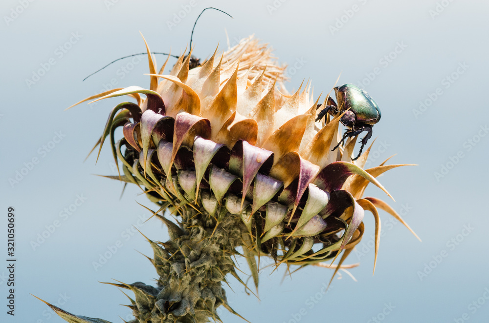 Obraz premium bee on a flower