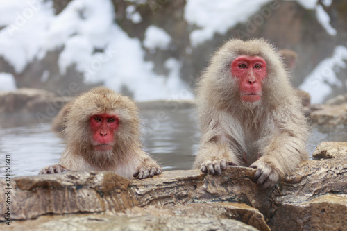 Monkey couple grooming in hot spring © norimoto