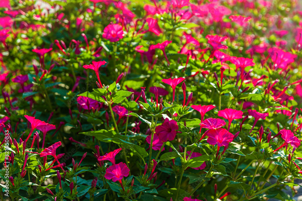 Pink Petunia flowers in the garden lit in the morning sun and and blurred background. Floriculture flowers of Petunia hybrida. An ornamental plant on a flowerbed in the open air.