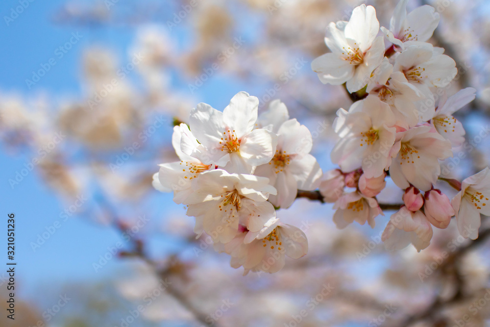 日本の春を象徴する満開の桜のクローズアップ画像