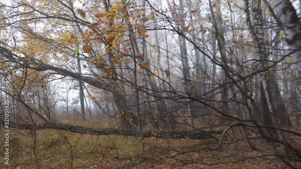 Tops of trees from bottom to top in late autumn on a background of gray sky in the early morning in the forest Tops of trees from bottom to top in late autumn on a background of gray sky in the early morning in the forest