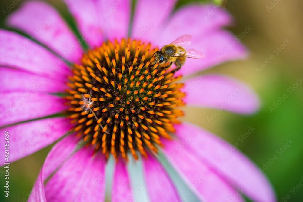 Close up of blossoms with a bee Close up of blossoms with a bee