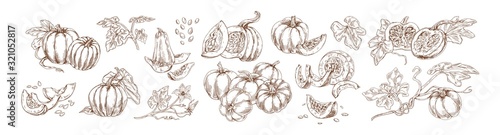 Pumpkin set monochrome drawings vector illustration. Traditional autumn harvest whole, slice and halves hand drawn collection. Agricultural produce various shape detailed sketch isolated on white