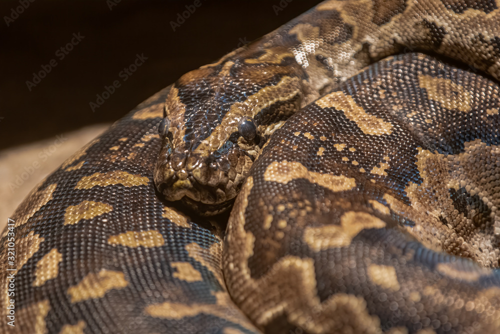south african python is coiled for a close up south african python is coiled for a close up