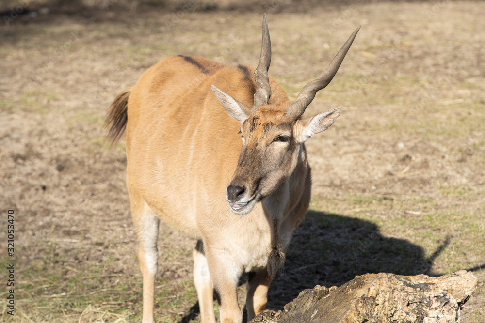 adult eland has spotted something of interest adult eland has spotted something of interest