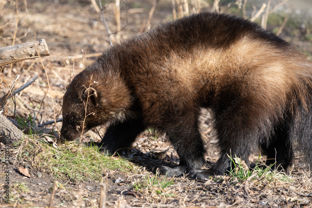 Fototapeta premium wolverine is tracking a scent