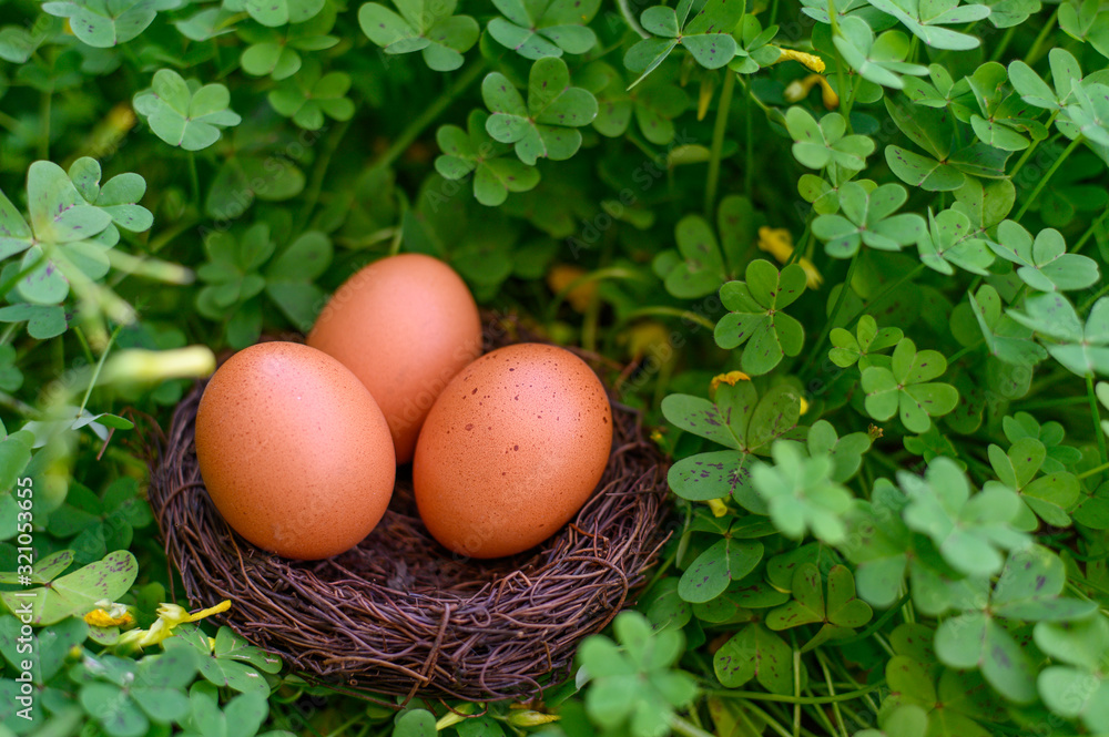Chicken eggs in the nest. Nest in clover. Easter. Easter eggs. Chicken eggs in the nest. Nest in clover. Easter. Easter eggs.