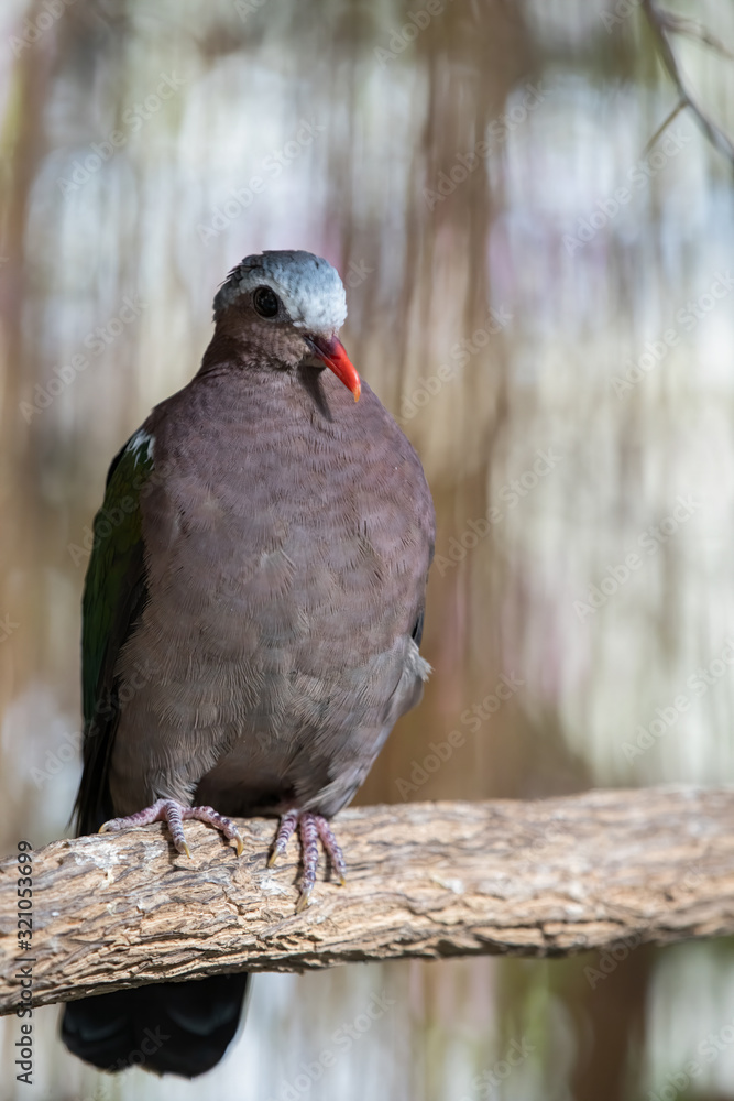 gray capped emerald dove sits on a branch near the waterfall gray capped emerald dove sits on a branch near the waterfall