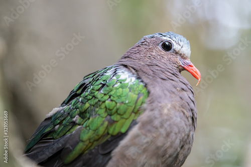 gray capped emerald dove close up head shot