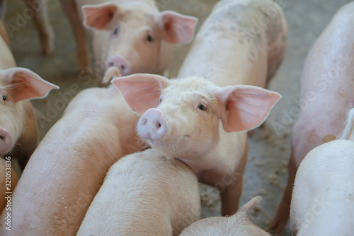 Group of pig that looks healthy in local ASEAN pig farm at livestock. The concept of standardized and clean farming without local diseases or conditions that affect pig growth or fecundity