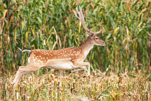 Fototapeta Naklejka Na Ścianę i Meble -  Fallow deer, dama dama, stag with growing antlers covered in velvet running on green stubble corn field in summer. Wild animal sprinting through agricultural rural country