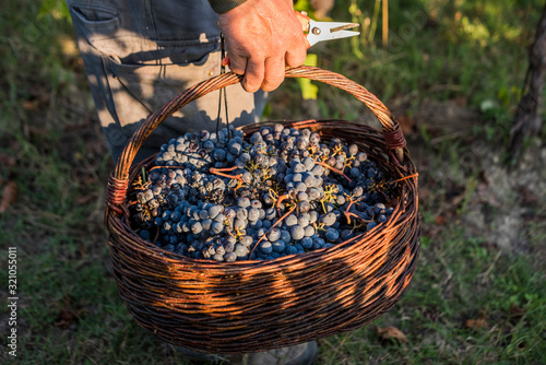 Man holding basket of harvested Sangiovese wine grapes
