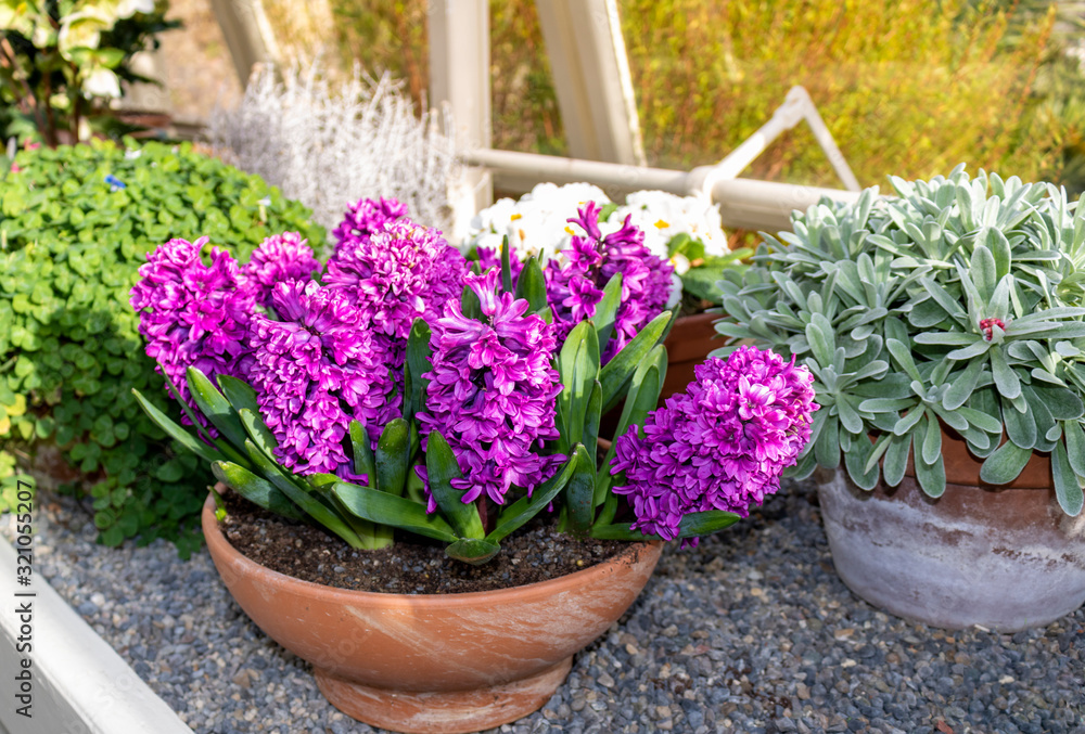Hyacinth flowers in pot.
