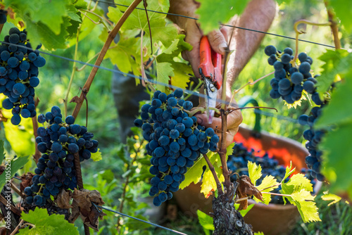 Bunch of Sangiovese grapes being harvested